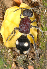Trogaspidia