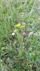 Bupleurum rotundifolium