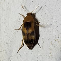 Diclidia