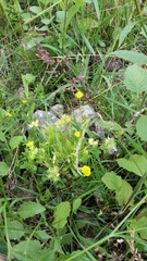 Ranunculus arvensis