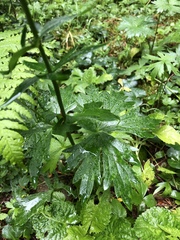 Aconitum lasiostomum
