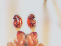 Enoplognatha afrodite
