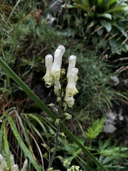 Aconitum lasiostomum
