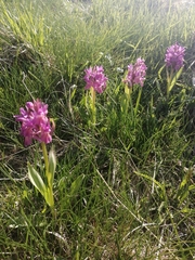 Dactylorhiza sambucina
