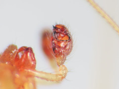 Enoplognatha afrodite