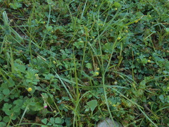 Medicago lupulina