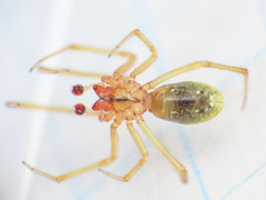 Enoplognatha afrodite