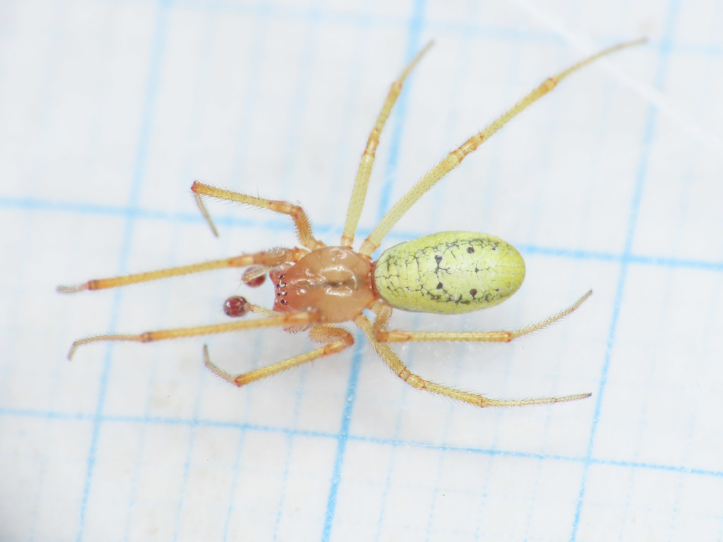 Enoplognatha afrodite