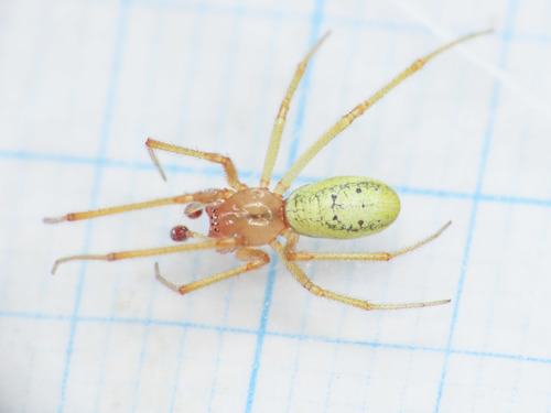 Enoplognatha afrodite