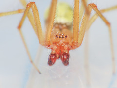 Enoplognatha afrodite