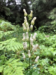 Aconitum lasiostomum