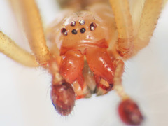 Enoplognatha afrodite