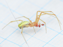 Enoplognatha afrodite