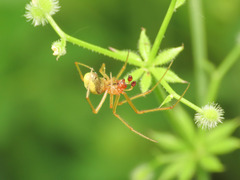 Enoplognatha afrodite
