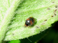 Scymnus subvillosus