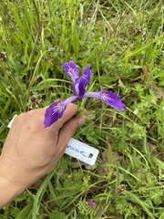 Iris tenax tenax