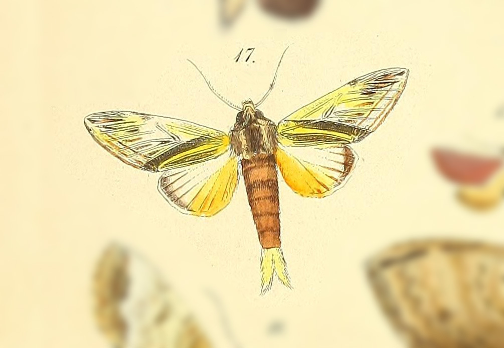 Trichomoplata vittata