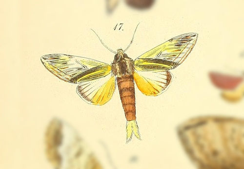 Trichomoplata vittata