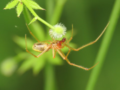 Enoplognatha afrodite