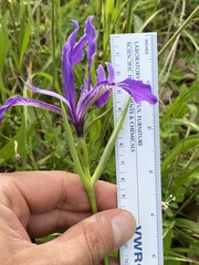 Iris tenax tenax