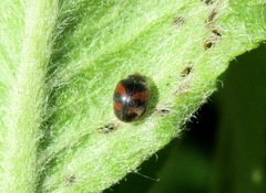 Scymnus subvillosus