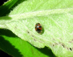 Scymnus subvillosus