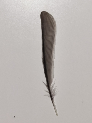 Plume de Mésange noire