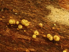 Thyronectroidea chrysogramma