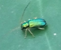 Pseudotheopea smaragdina