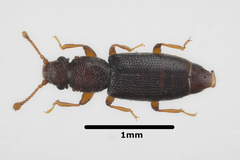 Monotoma longicollis