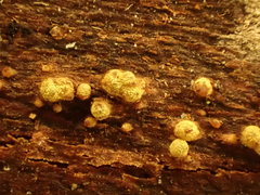 Thyronectroidea chrysogramma