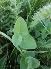 Aristolochia pallida