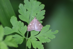 Udea olivalis