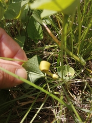 Aristolochia pallida