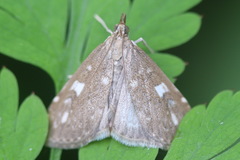 Udea olivalis