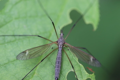 Tipula lunata