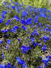 Glandora diffusa