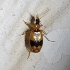 Lebia
