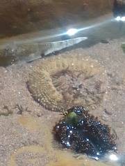 Anthopleura biscayensis