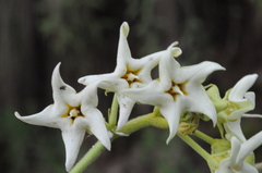 Philibertia latiflora