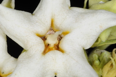 Philibertia latiflora