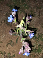 Anchusa azurea