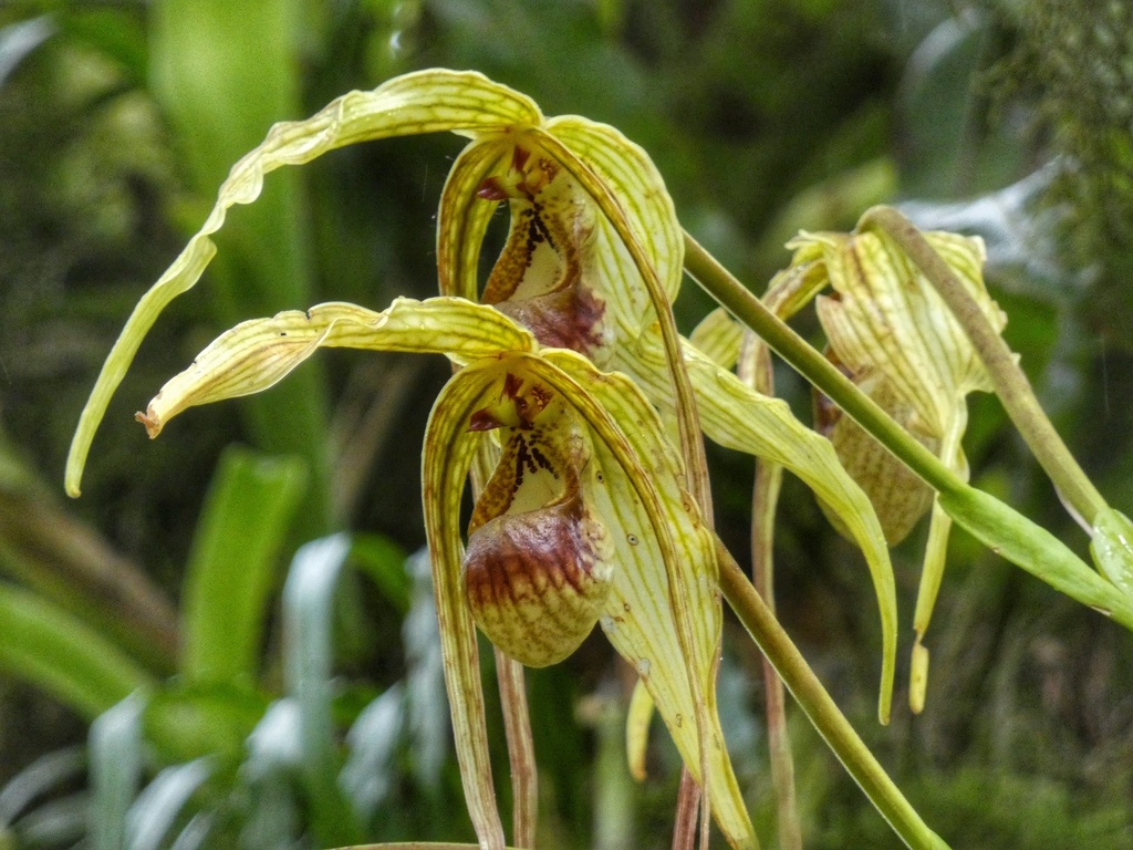 Phragmipedium humboldtii