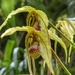 Phragmipedium humboldtii - Photo (c) Kai Squires, some rights reserved (CC BY), uploaded by Kai Squires