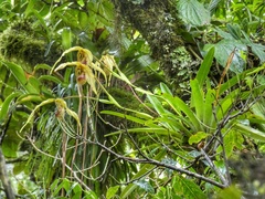 (c) Kai Squires, some rights reserved (CC BY) Phragmipedium humboldtii, photograph (c) Kai Squires, some rights reserved (CC BY)
