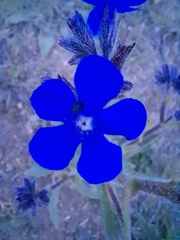 Anchusa azurea