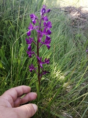 Anacamptis laxiflora