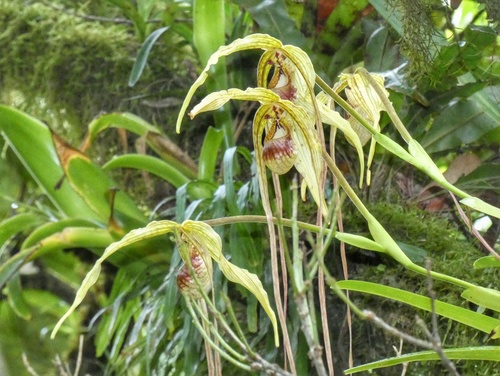 Phragmipedium humboldtii, photograph 2