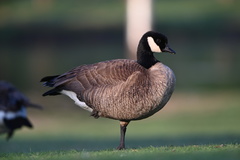 Branta hutchinsii