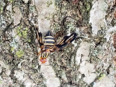 Idana marginata